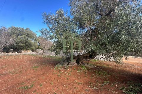 Terra a Carovigno, Brindisi, Carovigno - € 30.000 | Ref: Terreno Prete - foto 4